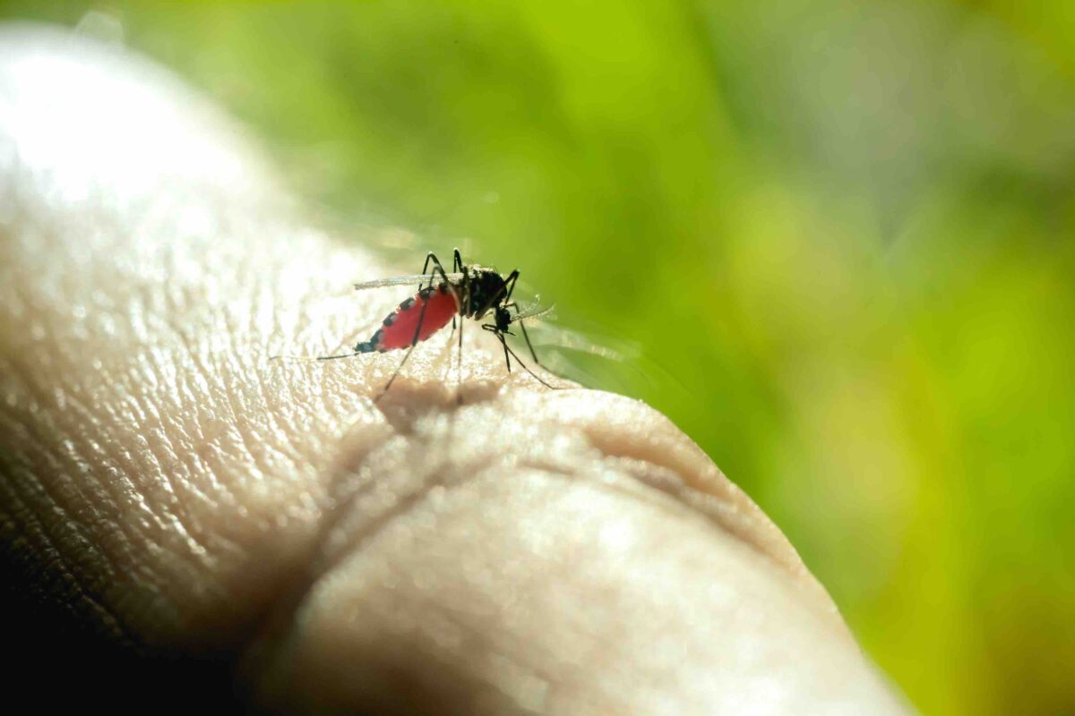 dengue mosquito culiacán plagas fumigaciones prevencion